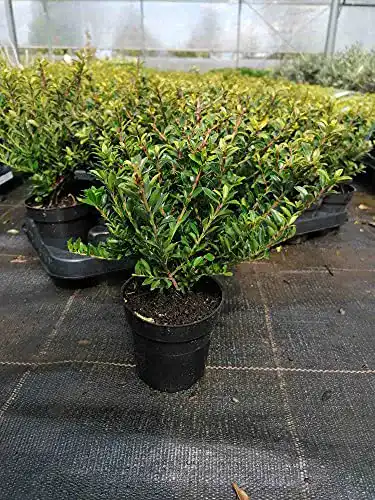 Stechpalme Blumen Senf Ilex crenata ‘Glorie Gem’ 25 cm