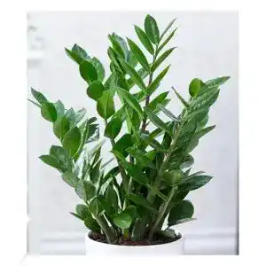 Farn winterhart BALDUR Garten Zamioculcas, Glücksfeder