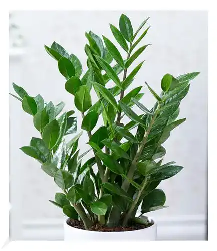 Die beste Farn winterhart BALDUR Garten Zamioculcas, Glücksfeder 2026 Test Bestseller Farn winterhart BALDUR Garten Zamioculcas, Glücksfeder