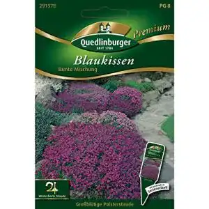 Blaukissen-Samen Quedlinburger Blaukissen, Bunte Mischung