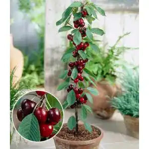 Kirschbaum BALDUR Garten Säulen-Süßkirschen ‘Helena®’