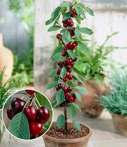 Kirschbaum BALDUR Garten Säulen-Süßkirschen ‘Helena®’