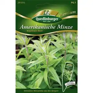 Minze-Samen Quedlinburger Minze Amerikanische