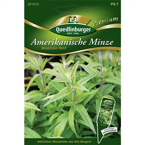 Minze-Samen Quedlinburger Minze Amerikanische