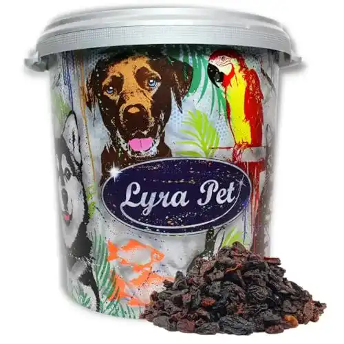 Rosinen für Vögel Lyra Pet ® 10 kg Futterrosinen