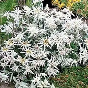 Edelweiß-Samen Astonish VISA STORE Seeds G84, 200 Samen