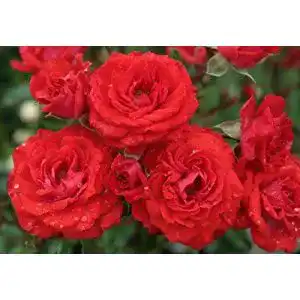 Zwergrose Rosen Union Zwergrose ‘Zwergenfee 09’ (R)