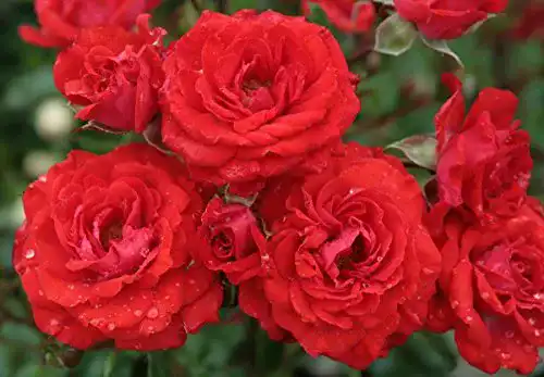 Zwergrose Rosen Union Zwergrose ‘Zwergenfee 09’ (R)
