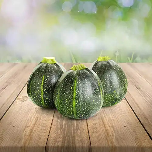 Zucchini-Samen prademir runde Zucchini “Tondo di Piacenza”