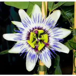 Maracuja-Samen exoticsamen Samenraritäten aus aller Welt