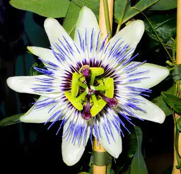 Maracuja-Samen exoticsamen Samenraritäten aus aller Welt