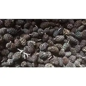 Erlenzapfen catappa-leaves ~500Stk.(=200g), Schwarzerle, Alnus