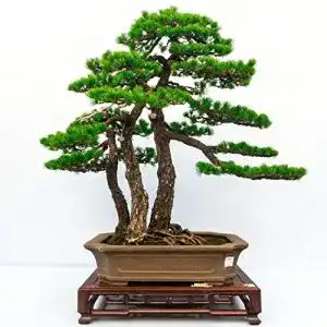 Bonsai-Samen Qenci 10 stücke/20 stücke Kiefer Samen Japanisch