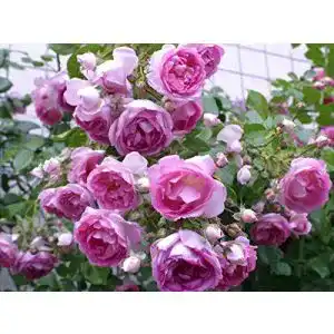 ADR-Rose Rosen Union Kletterrose ‘Jasmina’ -R-, Kletterrose