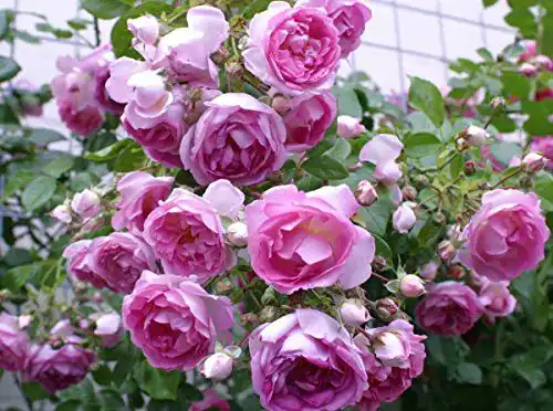 ADR-Rose Rosen Union Kletterrose ‘Jasmina’ -R-, Kletterrose
