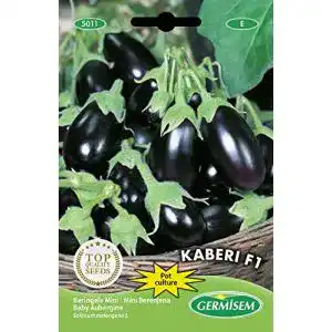 Auberginen-Samen Germisem Aubergine Mini Kaberi F1