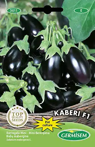 Auberginen-Samen Germisem Aubergine Mini Kaberi F1