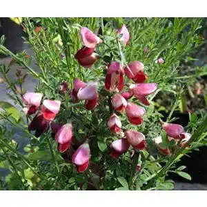Ginster Baumschule Pflanzenvielfalt Cytisus scoparius Killiney Red