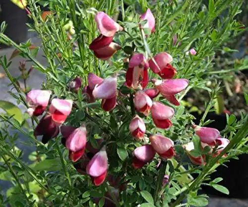 Ginster Baumschule Pflanzenvielfalt Cytisus scoparius Killiney Red