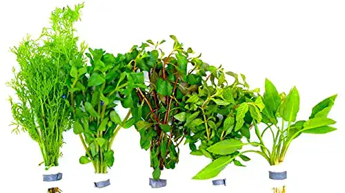 Aquarium-Pflanzen WaterPlants Aquariumpflanzen Set 5 XXL Bunde