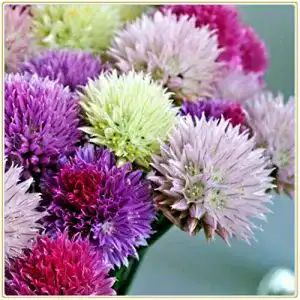 Allium-Zwiebeln Vmoli Mischen Allium Giganteum, 5 Zwiebeln