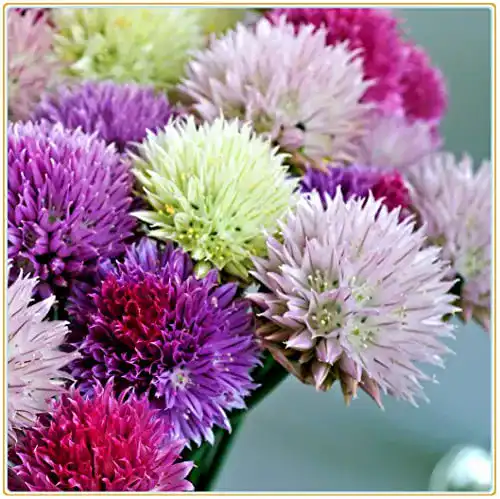 Die beste Allium-Zwiebeln Vmoli Mischen Allium Giganteum, 5 Zwiebeln 2026 Test Bestseller Allium-Zwiebeln Vmoli Mischen Allium Giganteum, 5 Zwiebeln