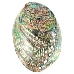 Abalone-Muschel BESPORTBLE 10-12Cm große Abalone-Schale
