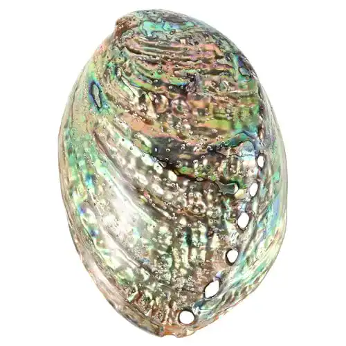 Abalone-Muschel BESPORTBLE 10-12Cm große Abalone-Schale