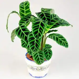 Korbmarante GardenersDream 30-40cm Calathea Zebrina Zebra