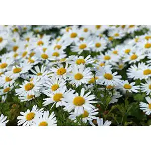 Margeritensamen Generisch 6000 + Samen Wiesen Margerite Wild