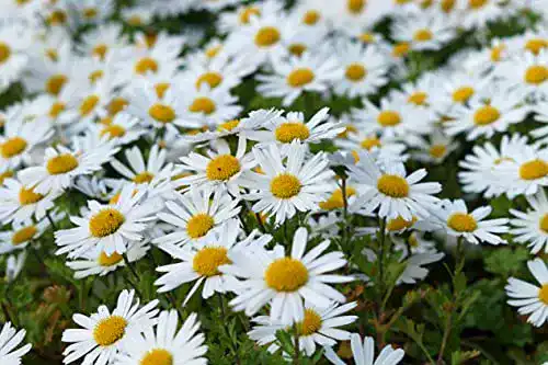 Die beste Margeritensamen Generisch 6000 + Samen Wiesen Margerite Wild 2026 Test Bestseller Margeritensamen Generisch 6000 + Samen Wiesen Margerite Wild
