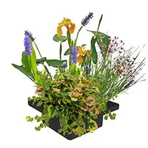 Pflanzinsel-Teich S VD VELDE WATERPLANTEN VDVELDE