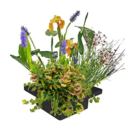 Pflanzinsel-Teich S VD VELDE WATERPLANTEN VDVELDE