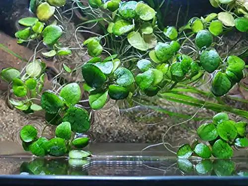 Die beste Froschbiss SAHAWA Limnobium laevigatum - Aquariumpflanzen - 15 Stück 2026 Test Bestseller Froschbiss SAHAWA Limnobium laevigatum – Aquariumpflanzen – 15 Stück