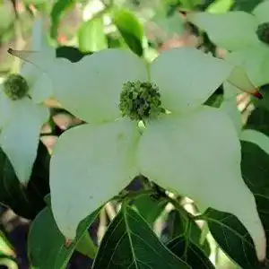 Blumen-Hartriegel Baumschule PlantaPro, Milky Way