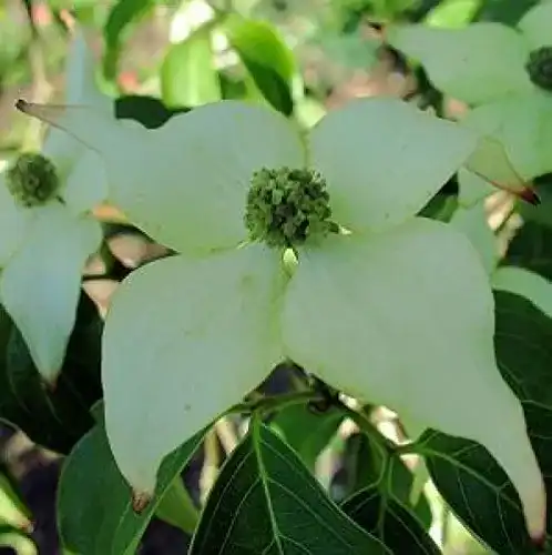 Die beste Blumen-Hartriegel Baumschule PlantaPro, Milky Way 2026 Test Bestseller Blumen-Hartriegel Baumschule PlantaPro, Milky Way