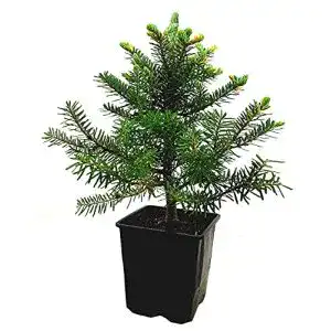 Tanne im Topf Seedeo ® Korea Tanne (Abies koreana) ca. 15-20