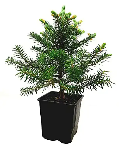 Tanne im Topf Seedeo ® Korea Tanne (Abies koreana) ca. 15-20