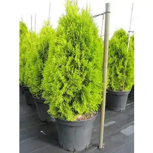 Thuja Baumschule Pflanzenvielfalt occidentalis Golden Smaragd