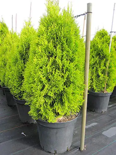 Thuja Baumschule Pflanzenvielfalt occidentalis Golden Smaragd