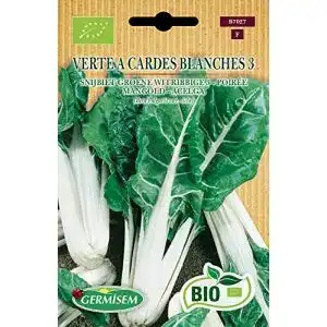 Mangold-Samen Germisem Mangold VERTE A CARDES BLANCHES