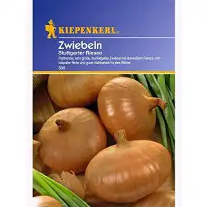 Zwiebelsamen Kiepenkerl, Zwiebeln Stuttgarter Riesen