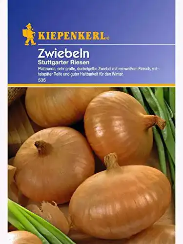 Zwiebelsamen Kiepenkerl, Zwiebeln Stuttgarter Riesen