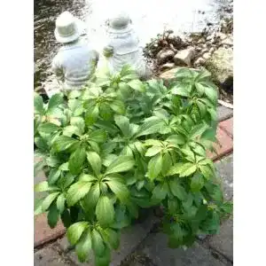 Dickmännchen Plantenwelt Wiesmoor Ysander Pachysandra