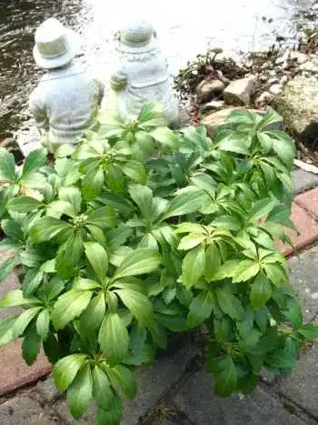 Dickmännchen Plantenwelt Wiesmoor Ysander Pachysandra