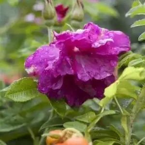 Kartoffelrose Pflanzen Für Dich Apfelrose Rosa rugosa, ca. 60cm