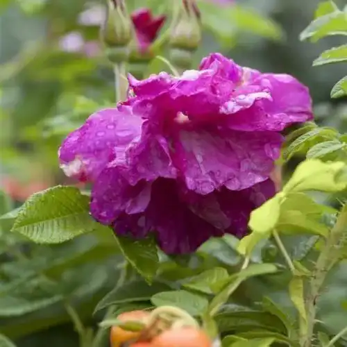 Kartoffelrose Pflanzen Für Dich Apfelrose Rosa rugosa, ca. 60cm