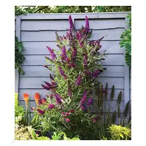 Schmetterlingsstrauch BALDUR-Garten GmbH Buddleia Straight UP