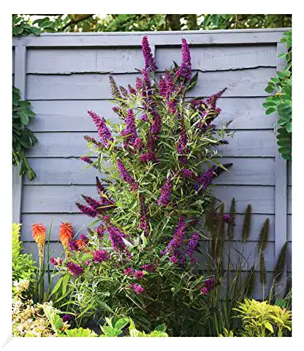 Schmetterlingsstrauch BALDUR-Garten GmbH Buddleia Straight UP