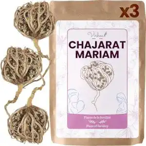 Rose von Jericho virhea Echte, Chajarat Mariam